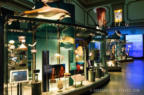 ¿Buscas una aventura marina en la encantadora ciudad de Juan-les-Pins? ¡Sumérgete en la magia del Museo de la Vida Marina!